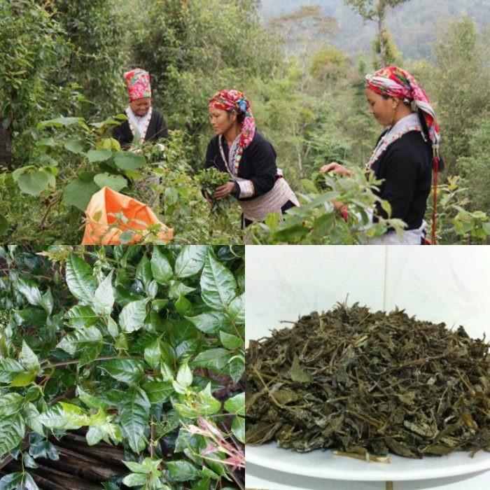 chè dây cao bằng