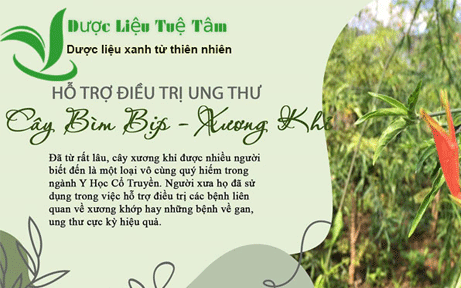 Cây xương khỉ là gì? Công dụng và Cách sử dụng cây xương khỉ