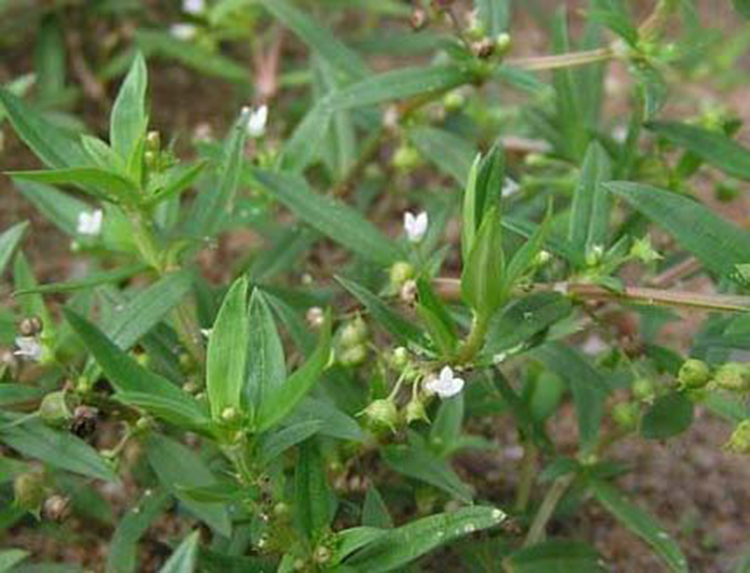 cây bạch hoa xà thiệt thảo