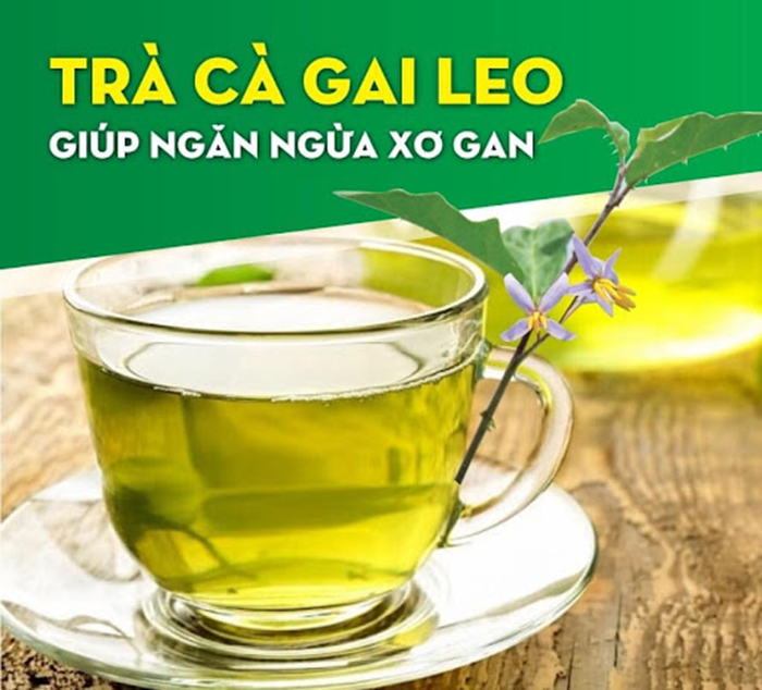 cà gai leo túi lọc