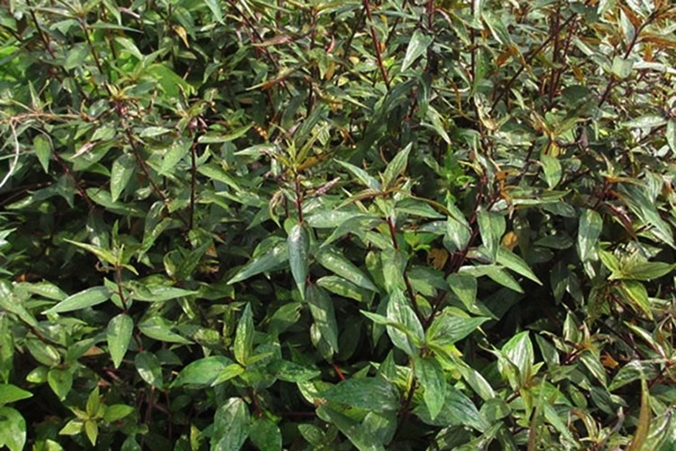 cây dòi thân tím tuệ tâm