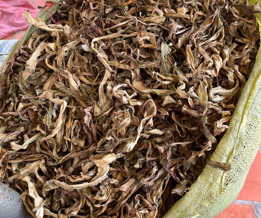 cây trinh nữ hoàng cung khô