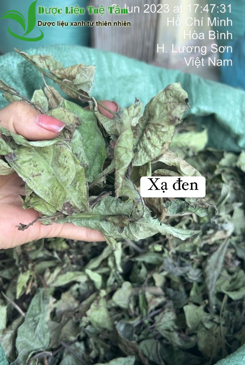 cây xạ đen khô