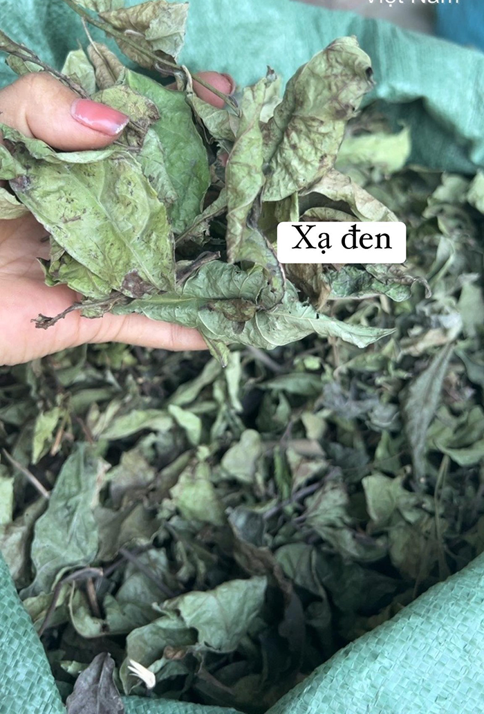 hỉnh ảnh cây xạ đen hòa bình khô