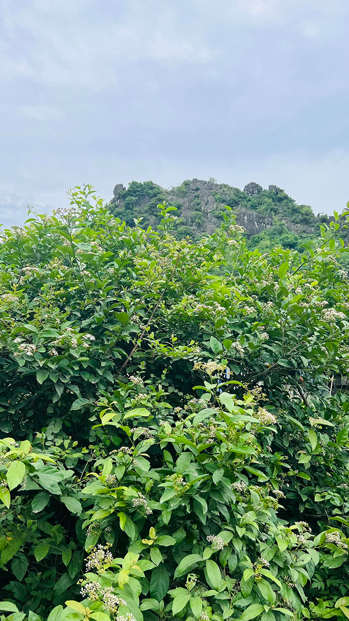 hỉnh ảnh cây xạ đen