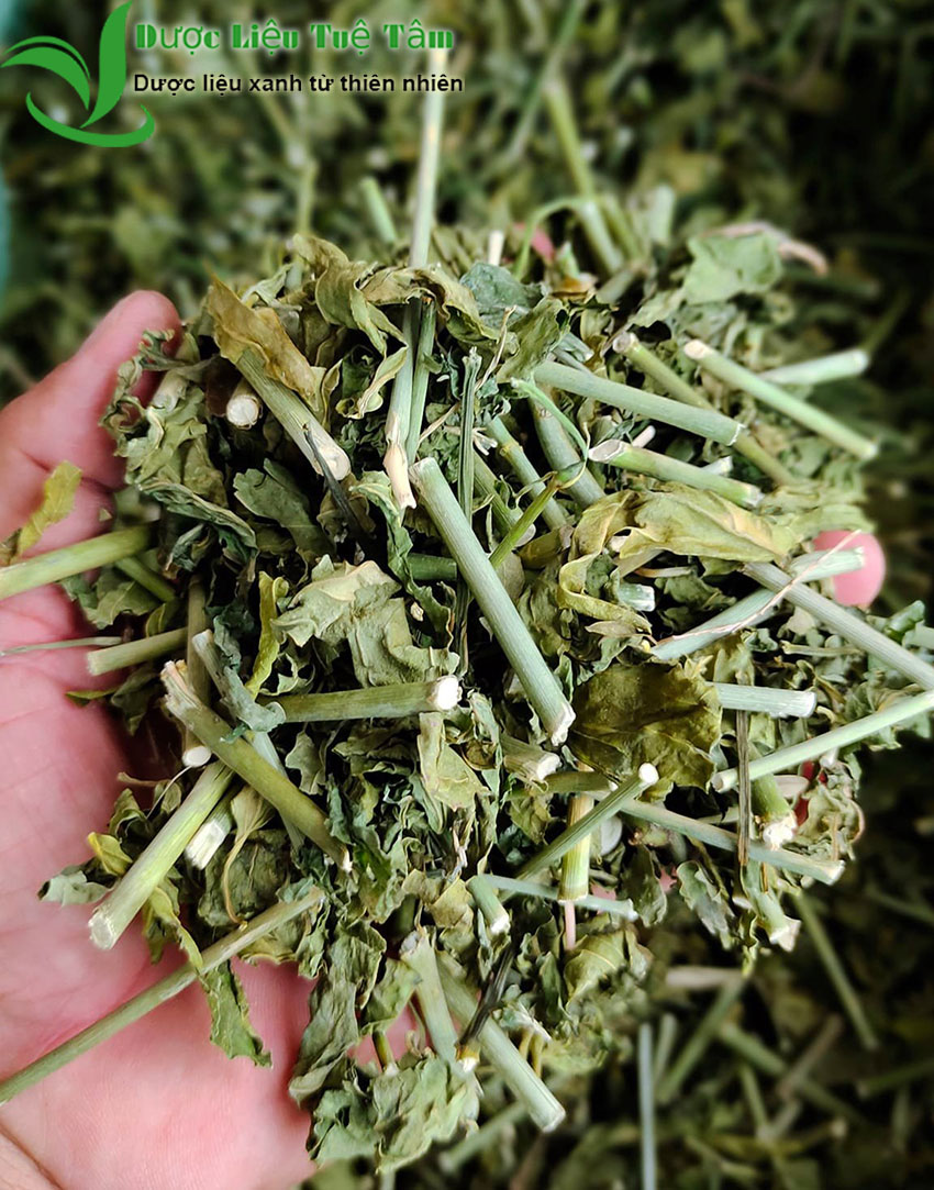 cây xương khỉ khô