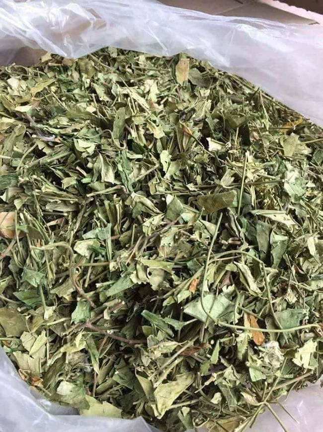 cây dây thìa canh khô