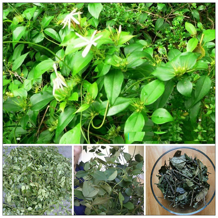 chè vằng sẻ túi lọc tuệ tâm