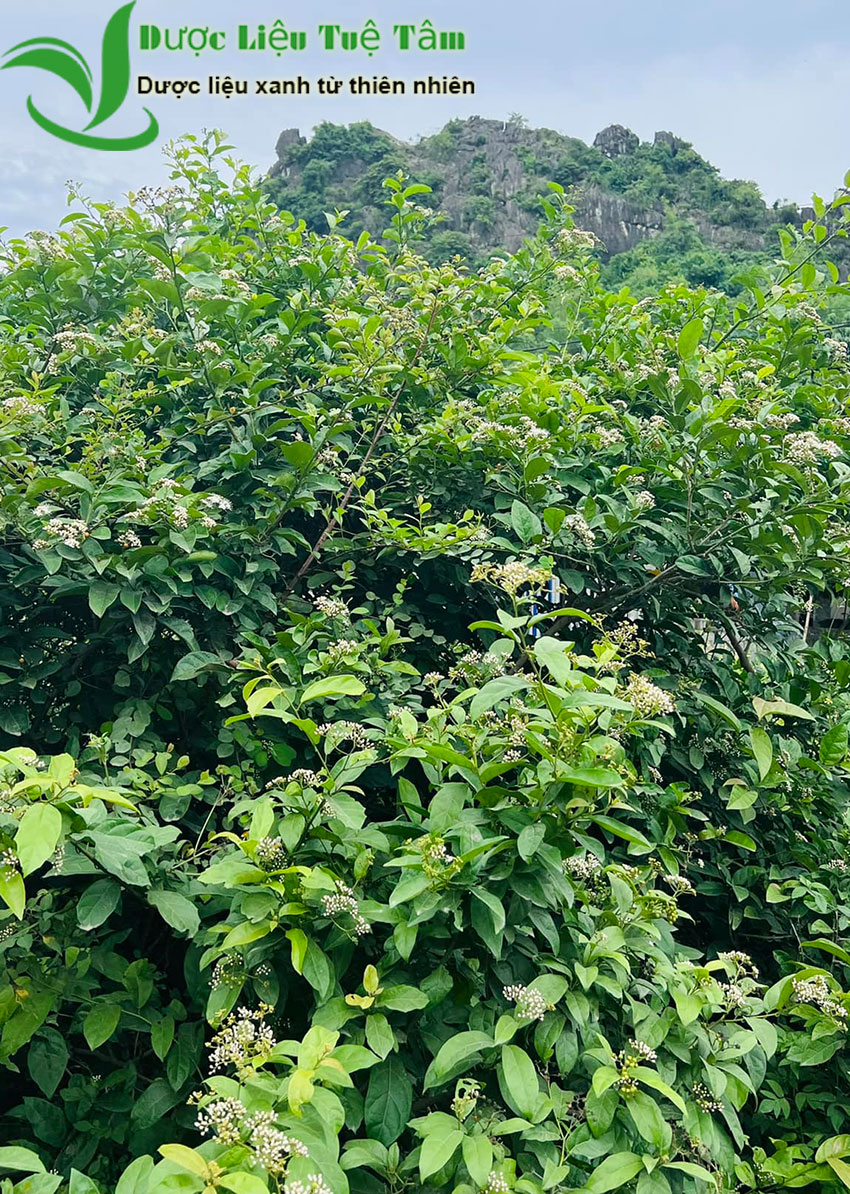 hình ảnh cây xạ đen hòa bình