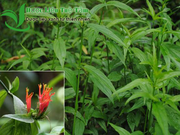 hoa của cây xương khỉ