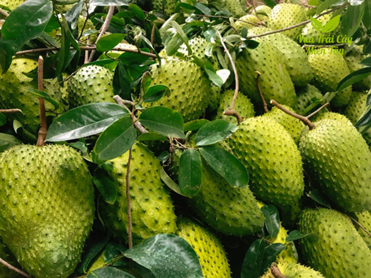 hình ảnh quả mảng cầu xiêm