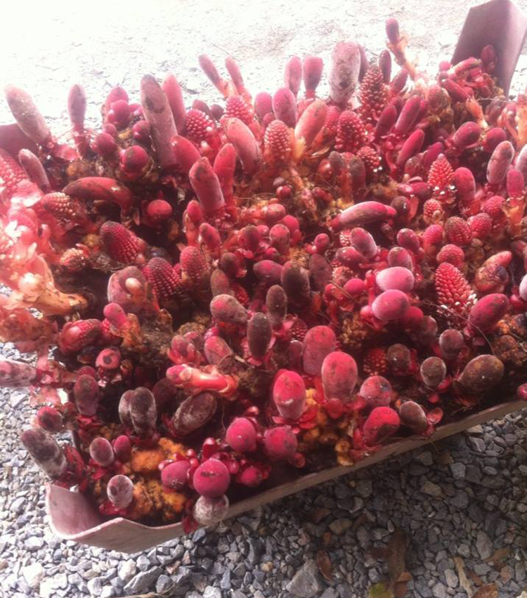 nấm ngọc cẩu tươi