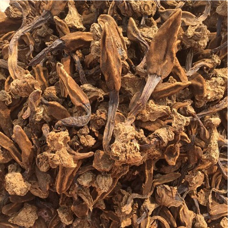 nấm ngọc cẩu khổ