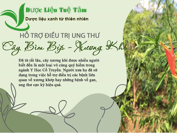 cây xương khỉ có tác dụng gì
