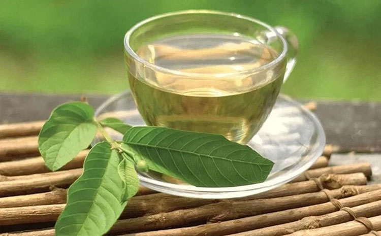 trà lá ổi cỏ ngọt