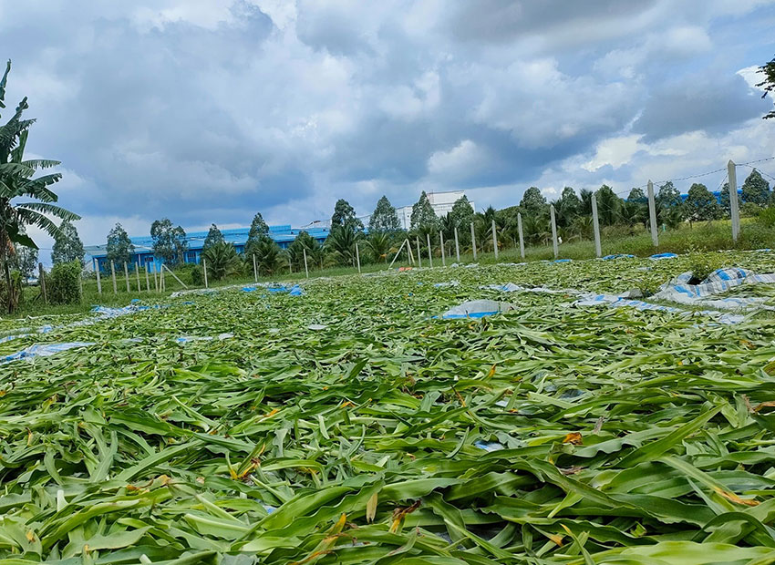 hỉnh ảnh cây trinh nữ hoàng cung tươi