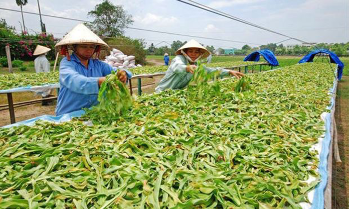 cây trinh nữ hoàng cung