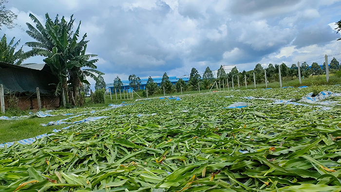 hỉnh ảnh cây trinh nữ hoàng cung