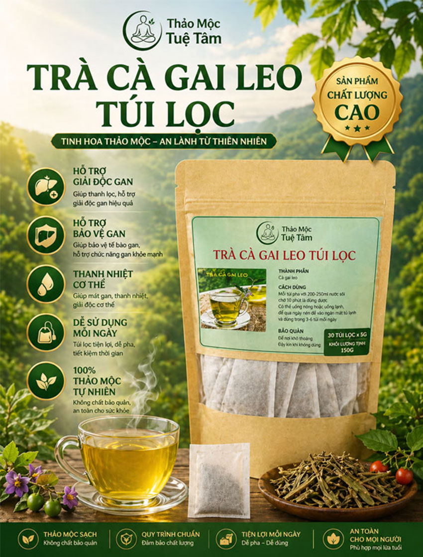 trà túi lọc cà gai leo