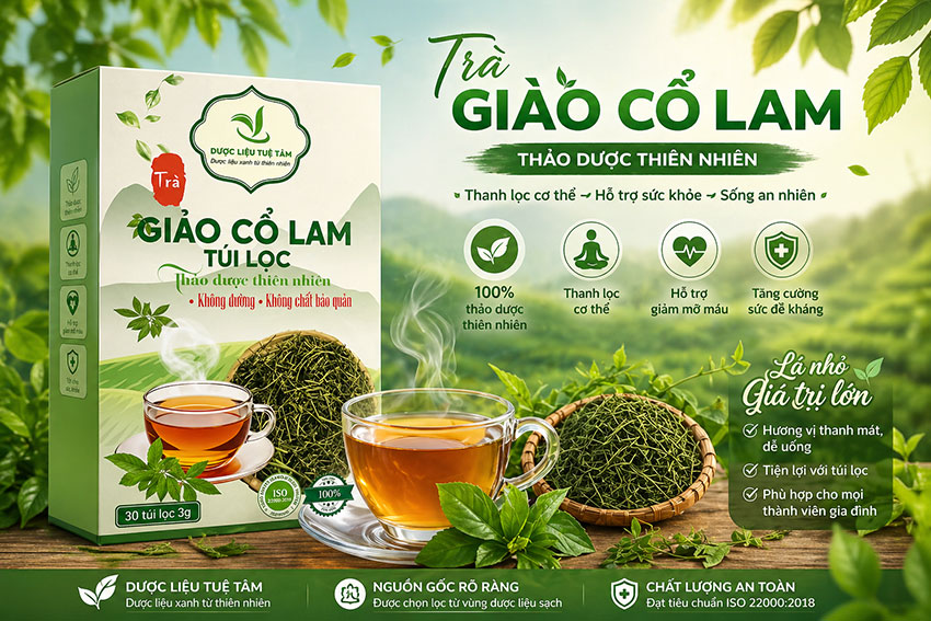 trà giảo cổ lam tuệ tâm